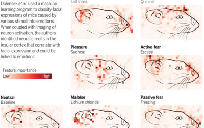 TU10: The 7 Circuits of Emotion – What Animals Can Teach Us About Human Relating