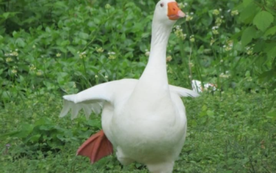 TU144: The Case of Feli, an Awkward Goose